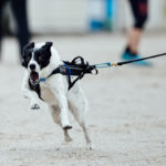 Groß, klein, bunt oder nicht - die Hunde hatte Spaß wie ein Tornado über einem Trailerpark.