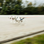 German Trailhounds beim Strong Dog Biathlon in Gelsenkirchen