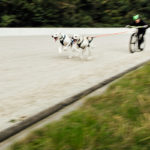 Strong Dogs
