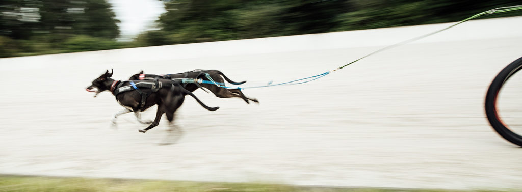 Strong Dog Day auf der Trabrennbahn in Gelsenkirchen