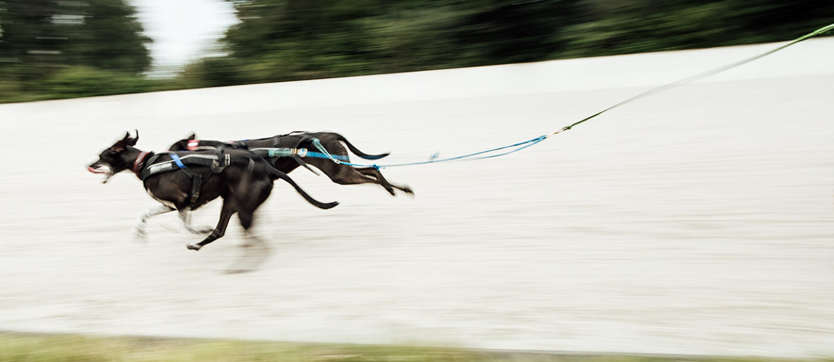 Strong Dog Day auf der Trabrennbahn in Gelsenkirchen