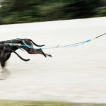 Strong Dog Day auf der Trabrennbahn in Gelsenkirchen