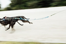 Strong Dogs – Eine Zugnummer!