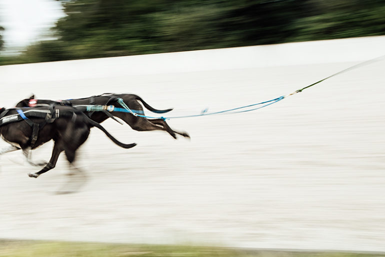 Strong Dog Day auf der Trabrennbahn in Gelsenkirchen