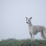 Test: Canon EF 200mm 1:2,8L II USM