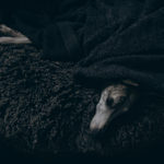 Danny versteckt sich