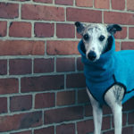 Whippet im Pullover von Sofa Dog Wear