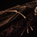 Halloween Horror
