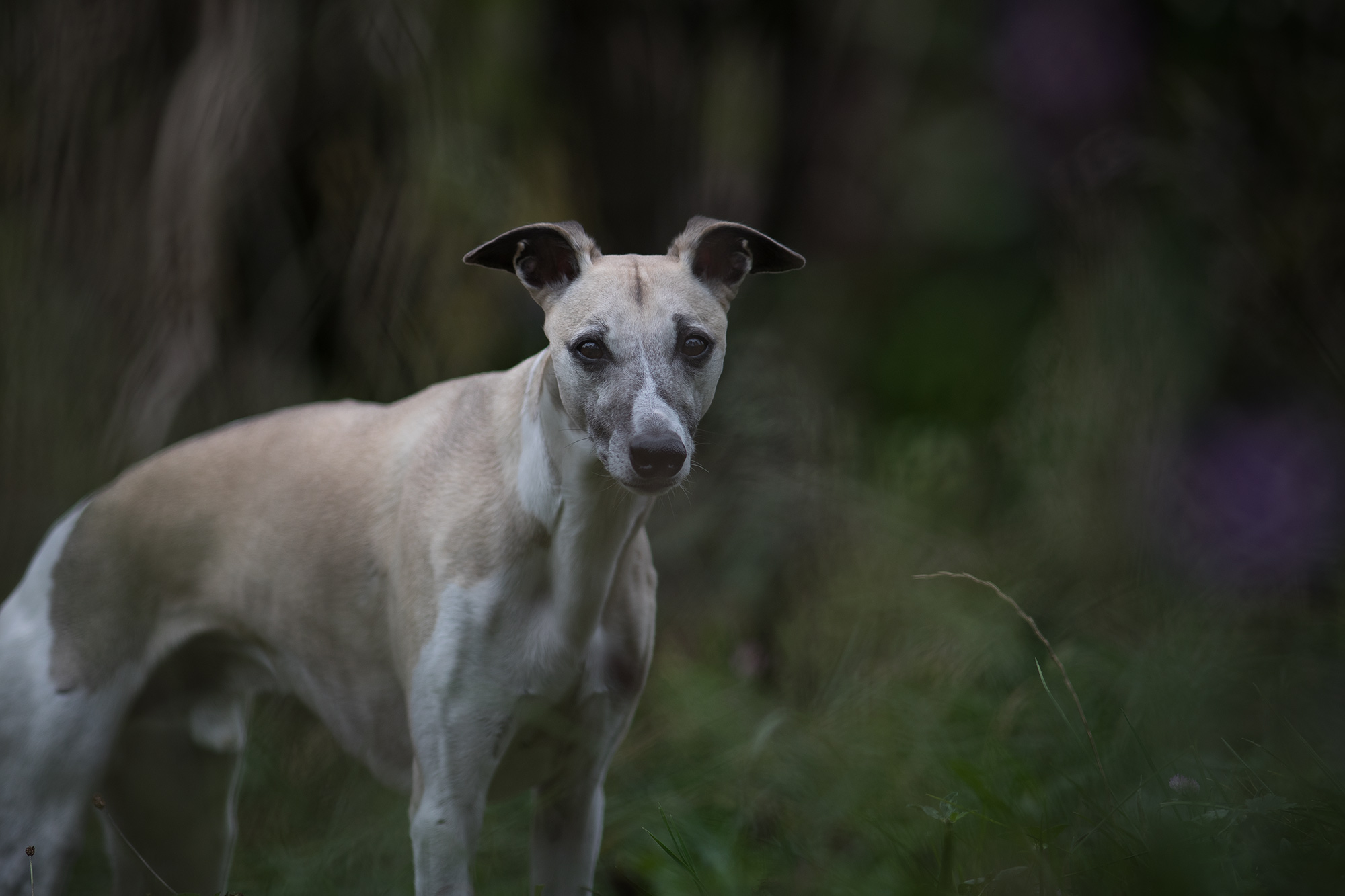 Das Canon EF 200mm 1:2,8L produziert bei f/2,8 ein wunderschönes Bokeh