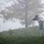 Test: Canon EF 200mm 1:2,8L II USM