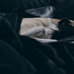 Mono liebt die Sofaecke