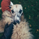 Whippet im Hippiepullover