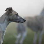 Test: Canon EF 200mm 1:2,8L II USM