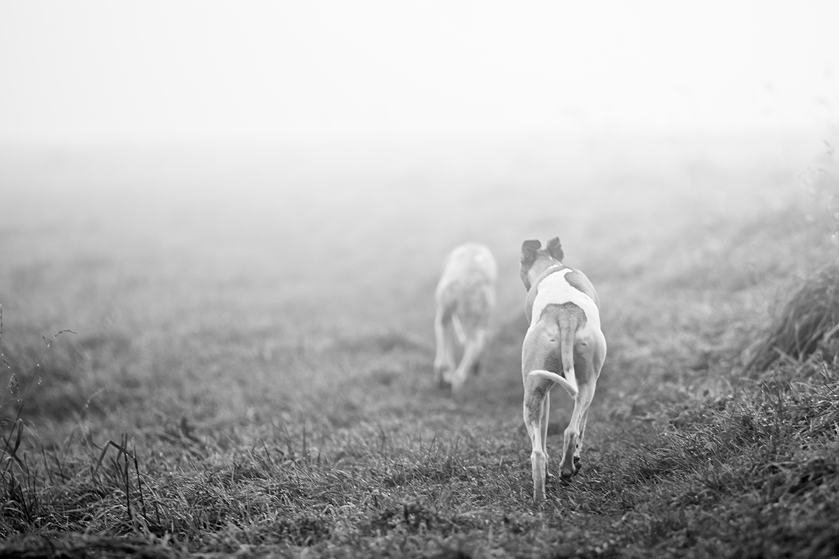 Ein Morgen in der Nebelbank