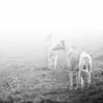 Zwei Whippets am Morgen im Nebel können eine heikle Angelegenheit sein.