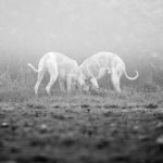 Whippets auf Mäusesuche