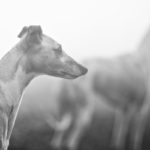 Whippets sind immer aufmerksam. Das kleinste Geräusch lässt sie aufhorchen.