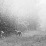 Zwei Whippets stöbern im Unterholz