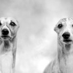 Mono und Danny sind Scroll Stopper