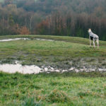 Die neuen Trainingsanzüge von Dog Gear