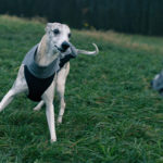 Die neuen Trainingsanzüge von Dog Gear