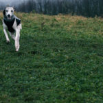 Die neuen Trainingsanzüge von Dog Gear