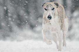 Schnee macht blöd!