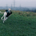 Die neuen Trainingsanzüge von Dog Gear