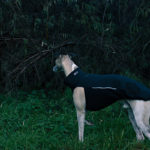 Die neuen Trainingsanzüge von Dog Gear