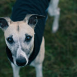 Die neuen Trainingsanzüge von Dog Gear