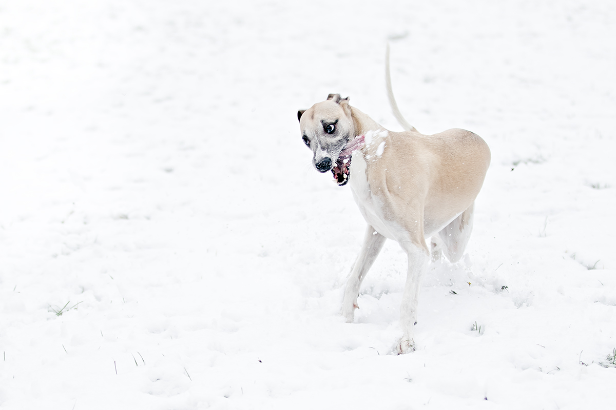 Wenn Whippets ihre Fassung verlieren - Mono im Schnee