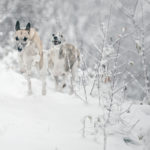 Halali im Tiefschnee