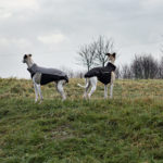 Die neuen Trainingsanzüge von Dog Gear