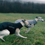 Die neuen Trainingsanzüge von Dog Gear