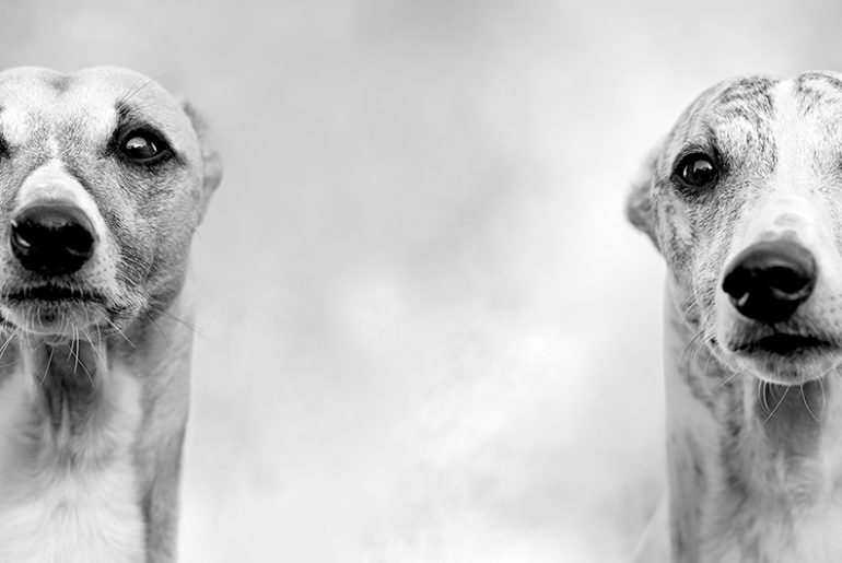 Gute Prints zu Weihnachten bei Photo Dose