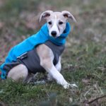 Hudson mal kurz draußen bei rund -5 Grad. Viele Gelegenheiten zum Fotografieren hatte wir noch nicht.