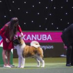 Ein Akita (Utility-Group) und ein Papillon (Toy-Group) beim Best in Show Foto: Flick.digital