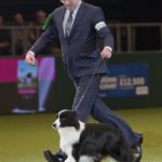 Der Bordercollie Roo Gewinner der Herding-Group Foto: Flick.digital