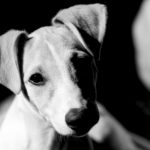 9 Gründe gegen einen Whippet - Hudson