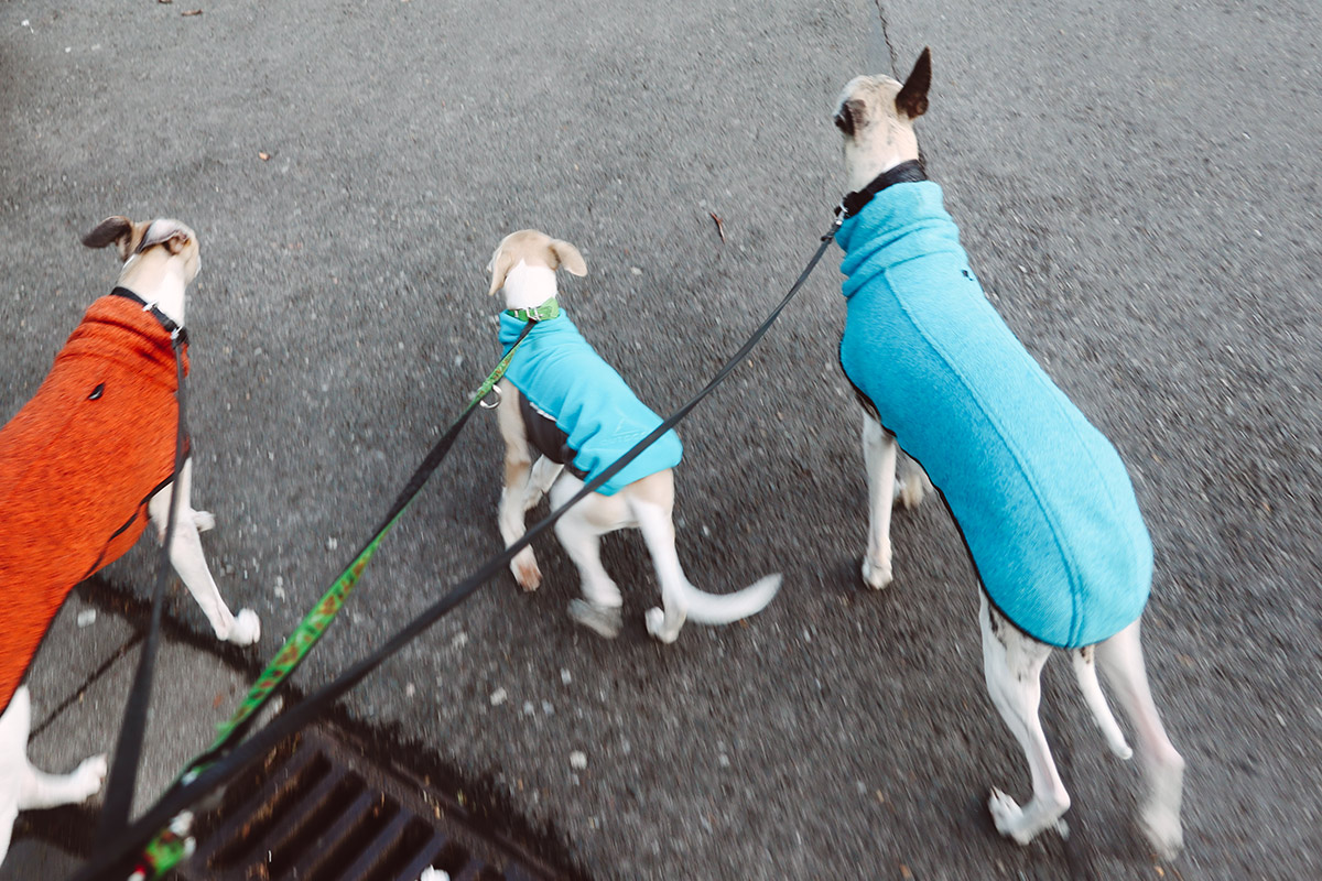 Winterlicher Gassigang am Morgen. Selbstverständlich nehme ich jeden Haufen auf, den meine Hunde hinterlassen. 