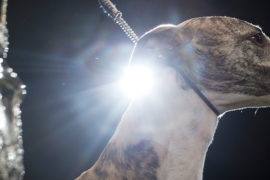 Fly Tease fly! Ein paar Gedanken zur Crufts 2018