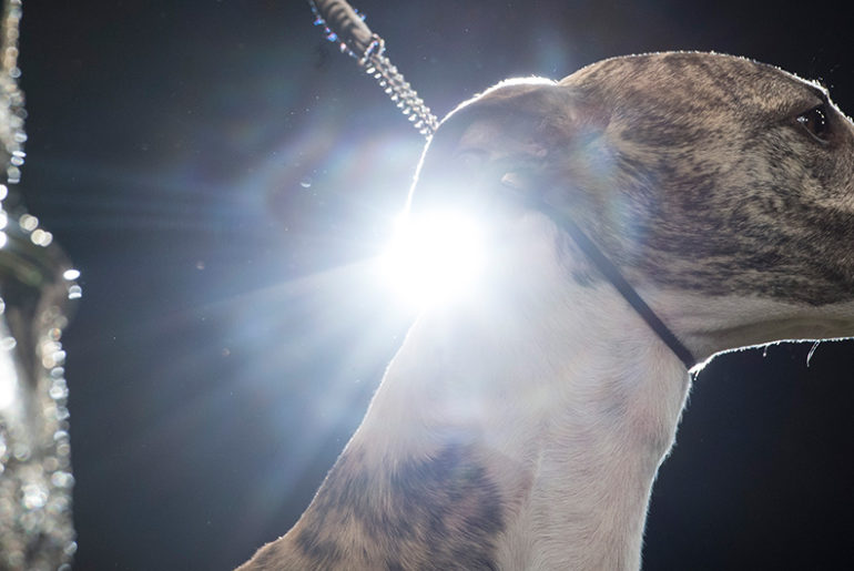 Ch.Collooney Tartan Tease Best In Show auf der Crufts 2018, Foto: Flick.digital