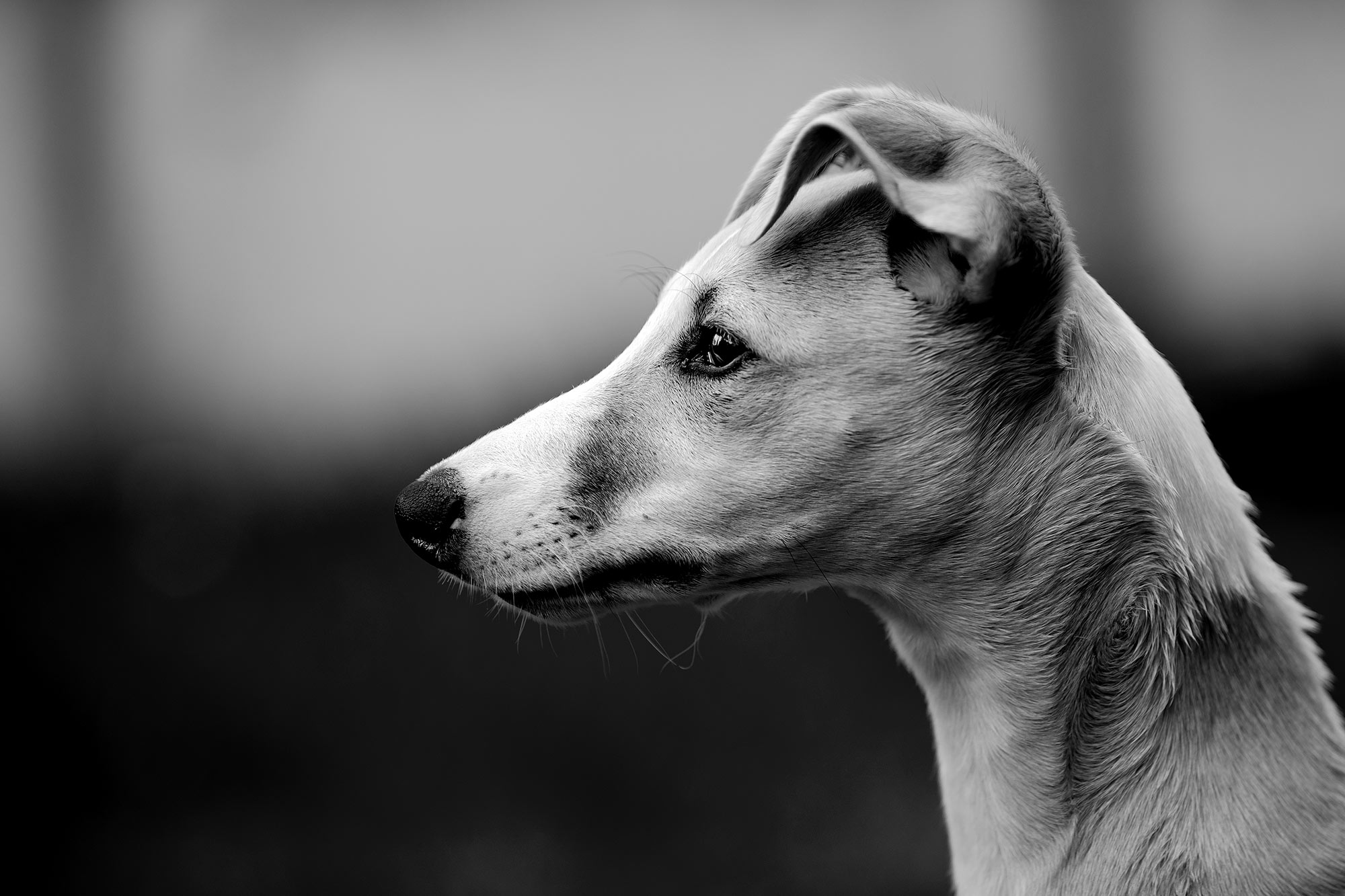 Hupsi ist kackendreist, testet jede erdenkliche Grenze, ist verfressen wie ein weißer Hai. Doch wenn ich oder die erwachsenen Hunde ihm eine Grenze stecken, versteht er sofort. Er ist ein schlauer Hund, der rasend schnell lernt, wenn er will.