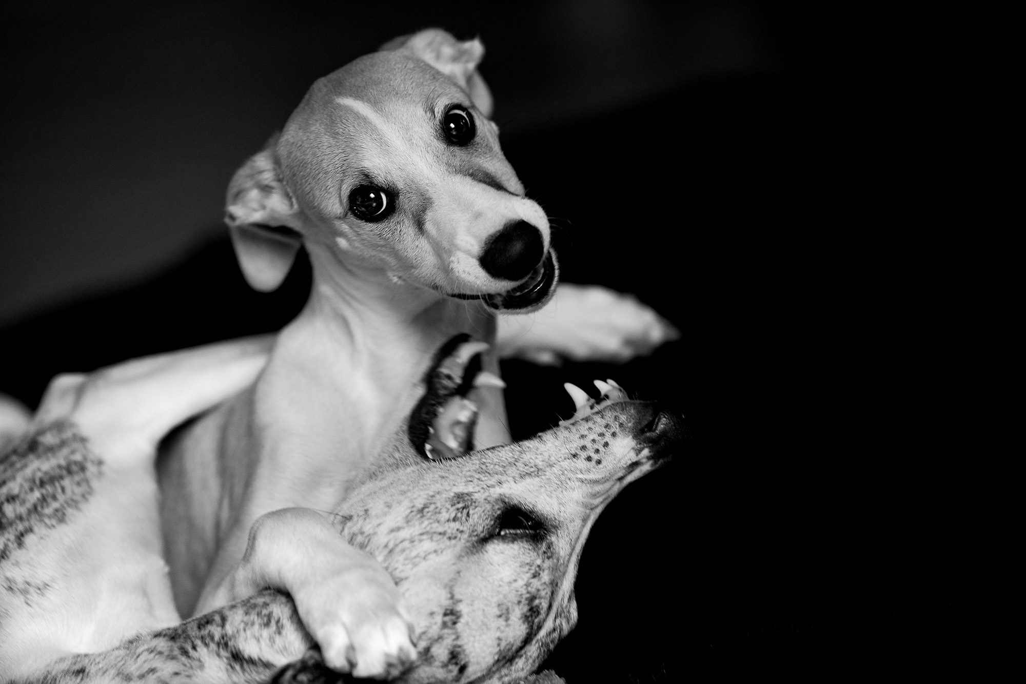 In Bezug auf Hunde gibt viele verschiedene Lebensentwürfe. Unserer ist "Whippet". Diese mittelgroßen, sehr athletischen Sichtjäger bestechen durch ihre Menschenfreundlichkeit und ihre soziale Kompetenz.