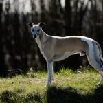 Neu im Rudel? Von Welpenkegeln bis Teppichwürgen