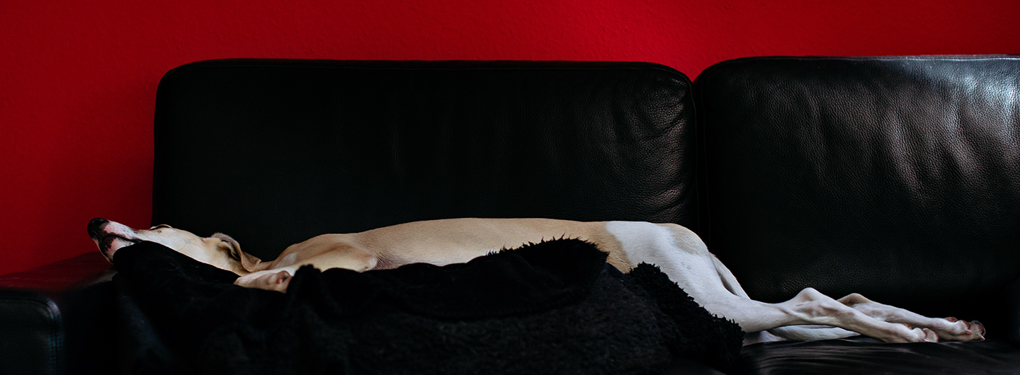 Hupsi - Langes Liegen. Mit drei Whippets in dieser Haltung ist das Sofa voll.