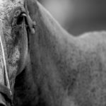 The best playing Pony