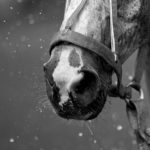 The best playing Pony