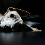 Müde Ohren. Man glaubt es kaum, aber das Hundekind kann auch einfach nur herumliegen.