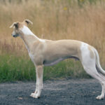 Hudson vorgestern frei stehend. Er wird immer mehr zum Whippet.